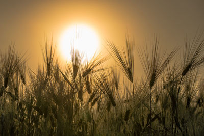 Close-up of wheat field against clear sky during sunset