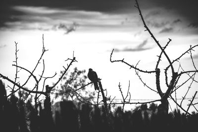 Silhouette of woman against sky