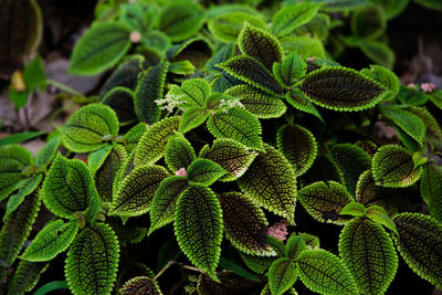 Close-up of green plant