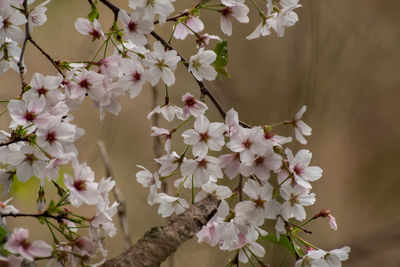 Close-up of cherry blossom tree