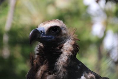 Close-up of owl