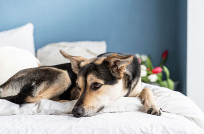 View of a dog resting on bed