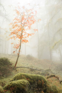 Trees in forest during foggy weather