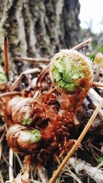 Close-up of fresh green plants