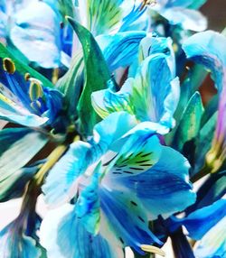 Close-up of blue flower