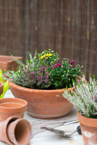 Close-up of potted plants on table