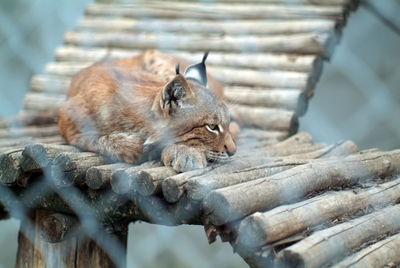 Cat sleeping on wood