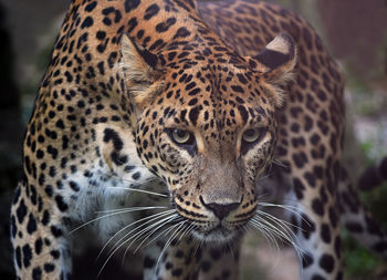 Close-up of leopard