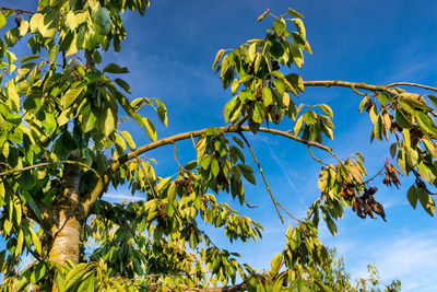 Dried and moldy cherries due to hot weather, no rainfall in western germany, broken branches.