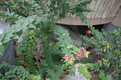 Close-up of plant growing outdoors