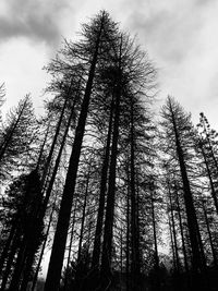 Low angle view of pine trees in forest against sky