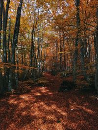 Trees in forest during autumn