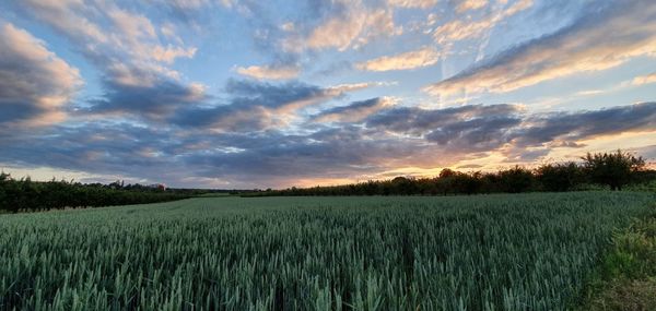 Scenic view of agricultural field against sky during sunset