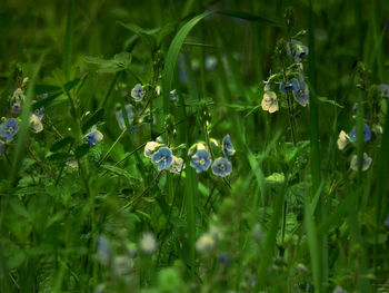 Close-up of bumblebee on grass
