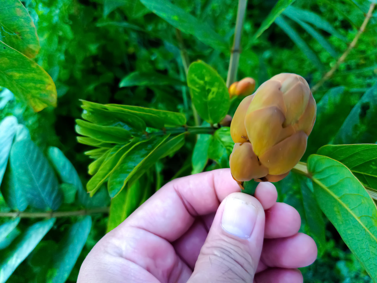 CLOSE-UP OF HAND HOLDING FLOWER