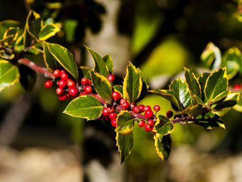 Close-up of red berries growing on tree