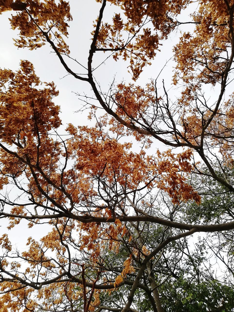 LOW ANGLE VIEW OF FLOWERING TREE AGAINST SKY DURING AUTUMN