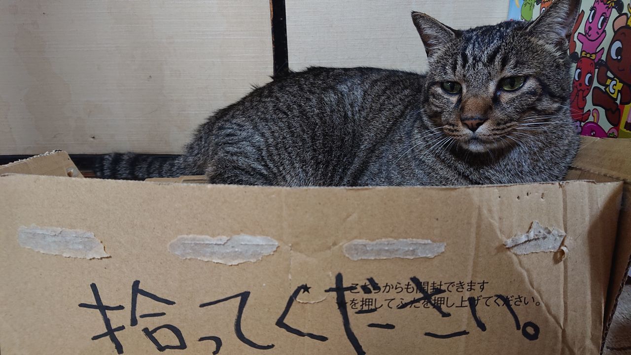 PORTRAIT OF A CAT ON THE FLOOR