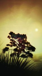 Silhouette trees against sky at sunset