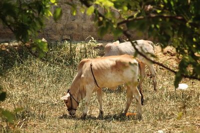 Horse grazing in a field