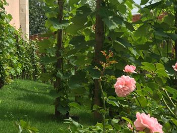 Close-up of pink flowering plants