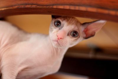 Close-up portrait of a cornish rex kitten 