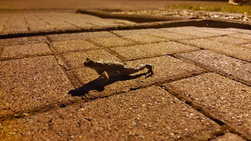 High angle view of lizard on footpath