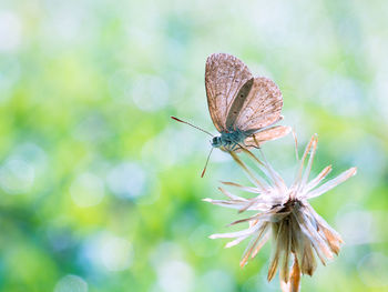 Close-up of butterfly pollinating on flower