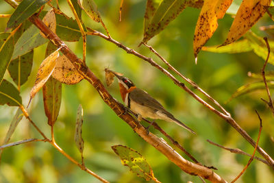 Close-up of bird perching on branch