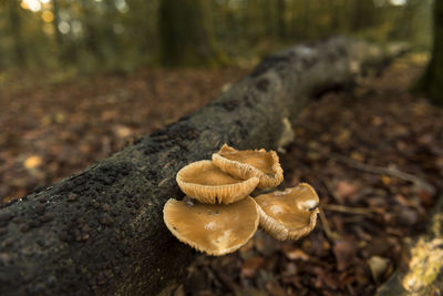 Close-up of mushrooms growing on tree trunk in forest