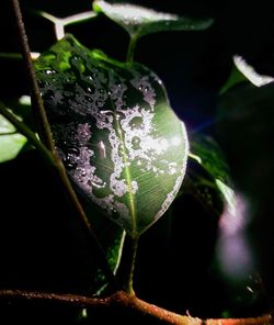 Close-up of water drops on plant