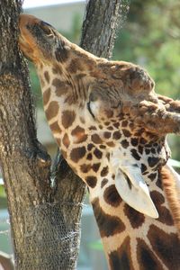 Close-up of lizard on tree trunk