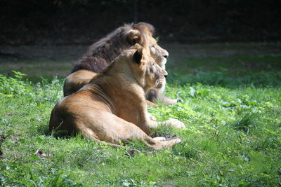 View of a lions resting on grass