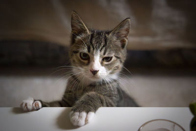 Close-up portrait of cat