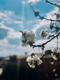 Close-up of white cherry blossom tree