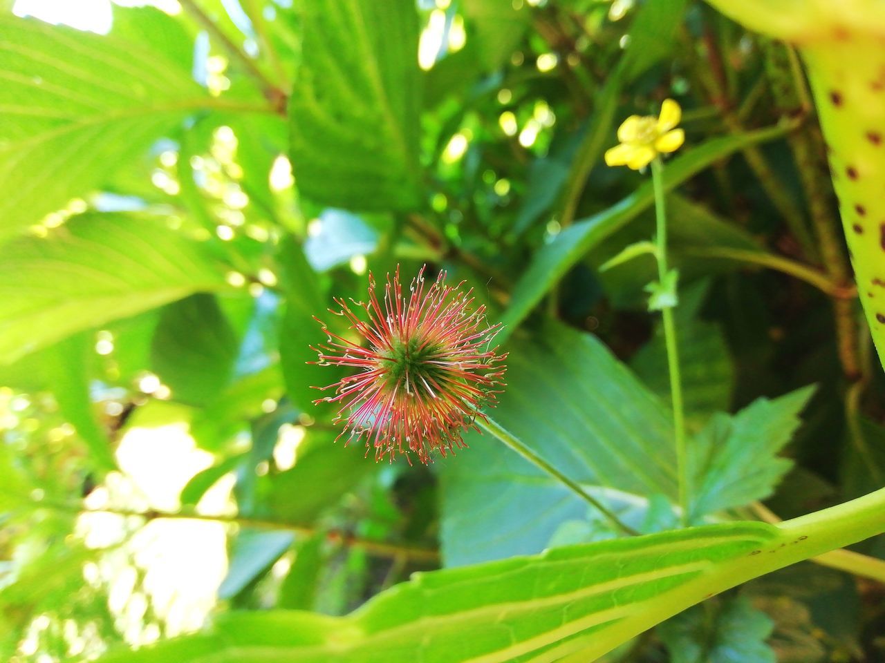 plant, growth, flower, freshness, flowering plant, close-up, beauty in nature, fragility, vulnerability, nature, green color, leaf, plant part, day, no people, inflorescence, outdoors, focus on foreground, flower head, selective focus