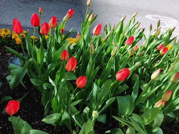 Red tulips in bloom