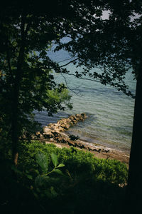 Scenic view of lake in forest