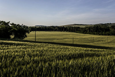 Scenic view of agricultural field against sky