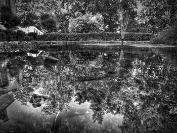 Reflection of trees in water