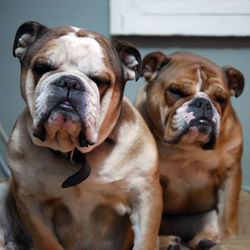 Close-up of two bulldogs