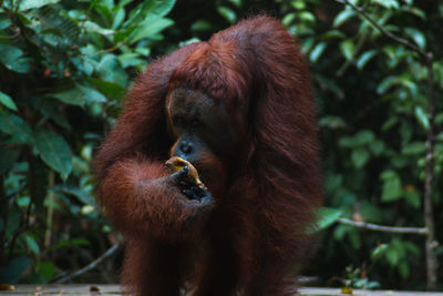 Close-up of monkey on tree