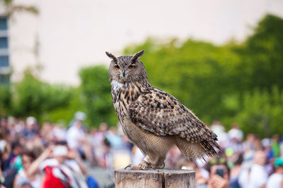 Close-up of owl perching on branch