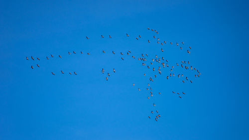 Low angle view of birds flying in sky