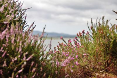 Close-up of purple flowering plants on field against sky