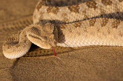 Close-up of cerastes gasperettii snake