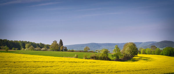 Scenic view of field against sky