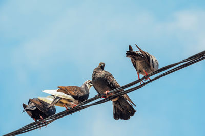 Low angle view of birds perching on cable against sky