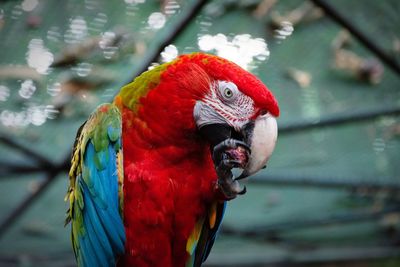 Close-up of parrot