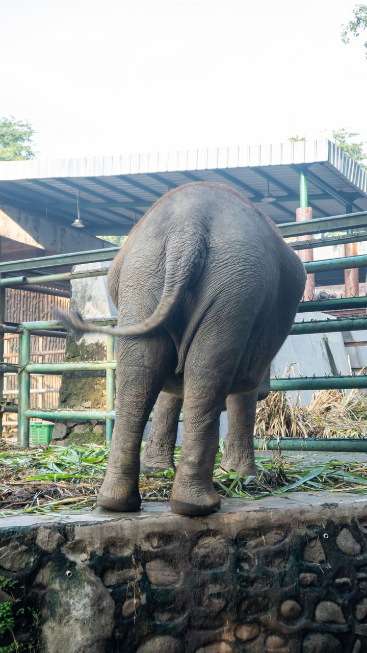 animal themes, animal, indian elephant, elephant, mammal, animal wildlife, one animal, zoo, wildlife, day, animal body part, nature, no people, architecture, animals in captivity, standing, built structure, animal trunk, outdoors, full length, plant